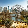 Austin, Texas Skyline from Zilker Park - Urban and Nature Fusion