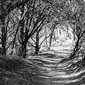 Enchanting Footpath Tunnel - Abilene State Park's Natural Beauty in Monochrome