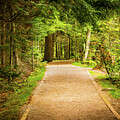 Golden Hour Forest Trail - A Scenic Path Through the Woods