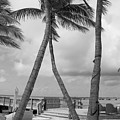 Monochrome Serenity - Palm-Framed View of Key West's Beach Pier