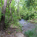 Momentary Flow  Rain Runoff's Passing Whispers