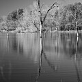Silent Symmetry - Snag Trees and Bare Branches in Black and White