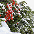 Snow Covered Red Holly Berries 