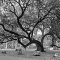 The Gathering Tree - Garner State Park Black and White Edition