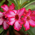 Tropical Adenium Flowers - Crisp Pink Petals with Dewdrops
