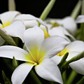 White Plumeria Flower