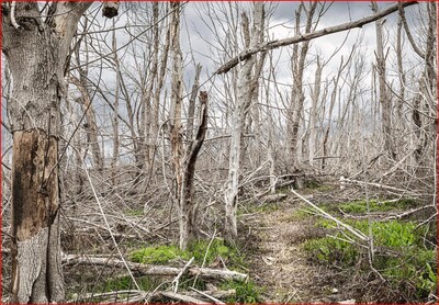 A Haunting Landscape The North Bosque River Ghostly Forest