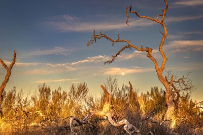 Capturing the Enchanting Beauty of Guadalupe River State Park - Spring Branch, Texas